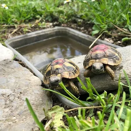 Apartma Tereza Most na Soči